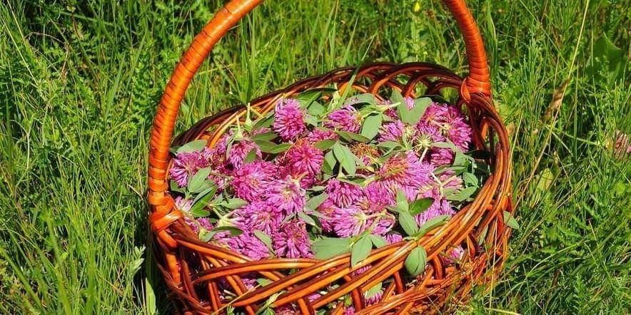 «Целебное лукошко».