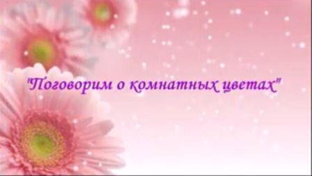 Поговорим о комнатных цветах 