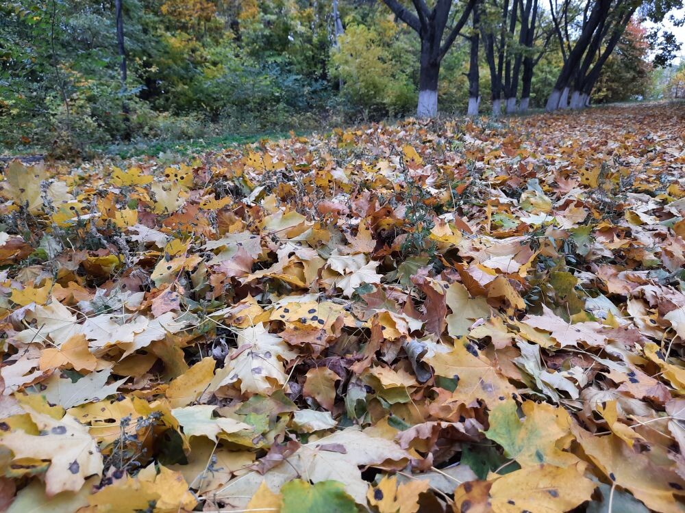 «Покров»