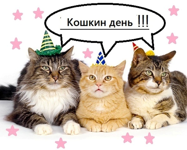 Праздник кошек 