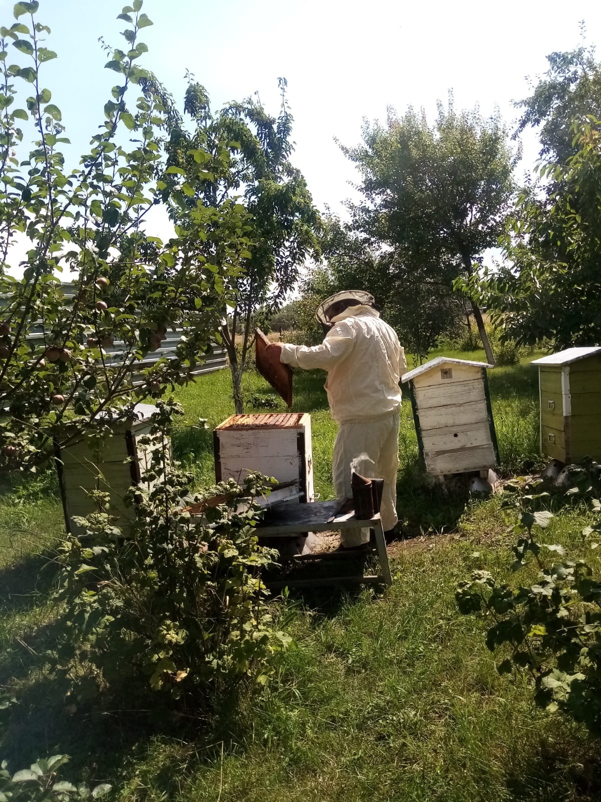 Медовый Спас, здоровья припас