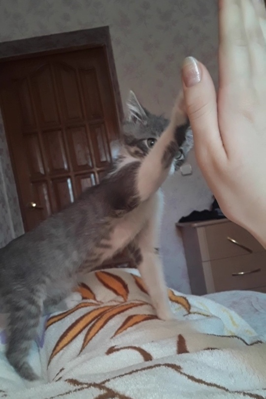 НАШИ ПУШИСТИКИ