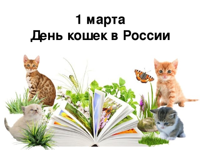 Праздник кошек 