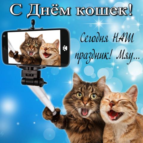 День кошек 