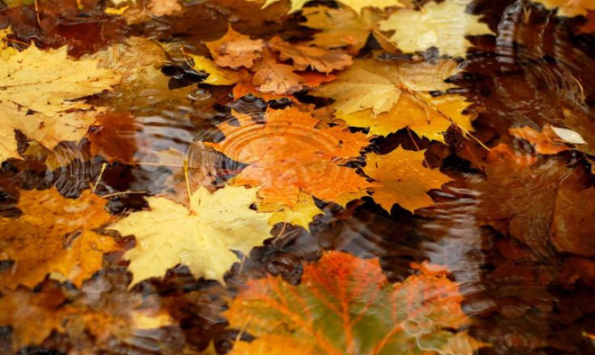 «Разноцветный листопад» «Разноцветный листопад»