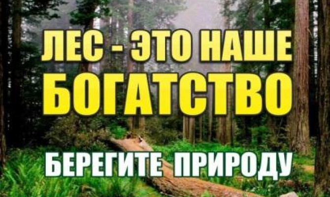 Умеете ли вы беречь лес?