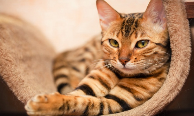 Праздник кошек