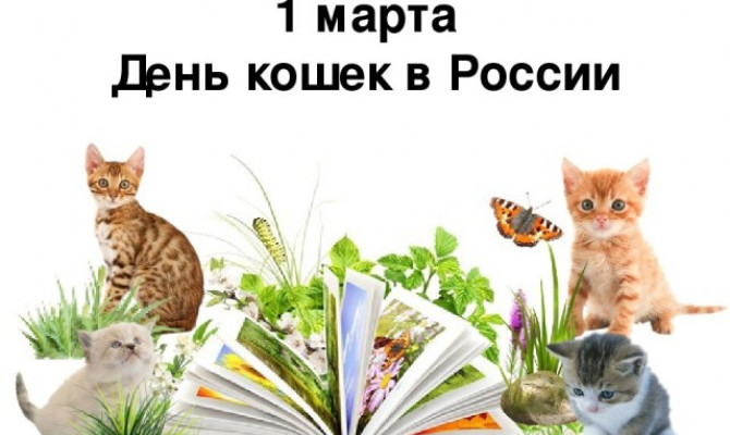 Праздник кошек 